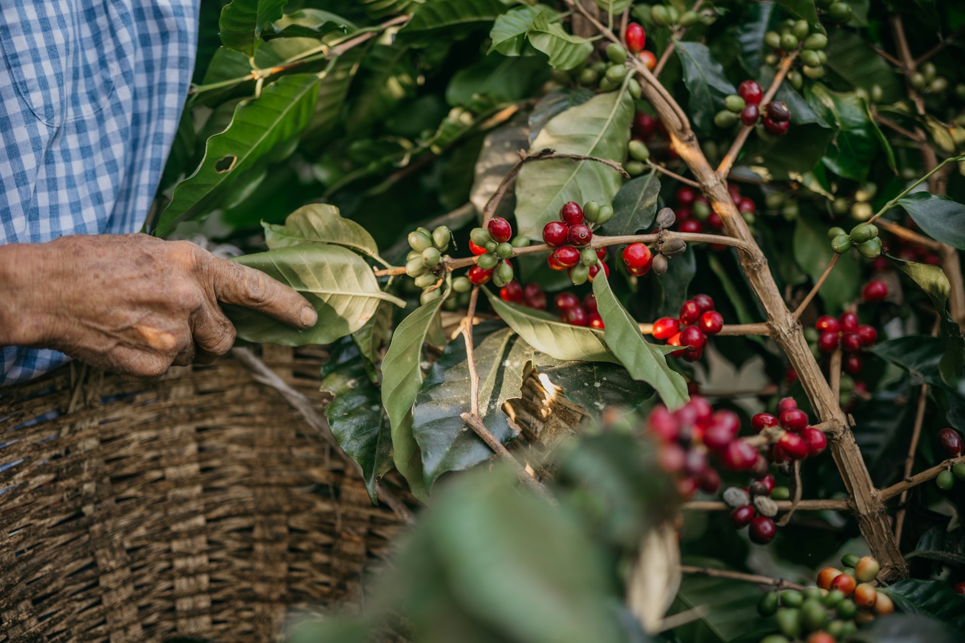Coffee plantation